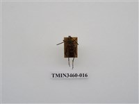 藏品(金毛花天牛)的圖片